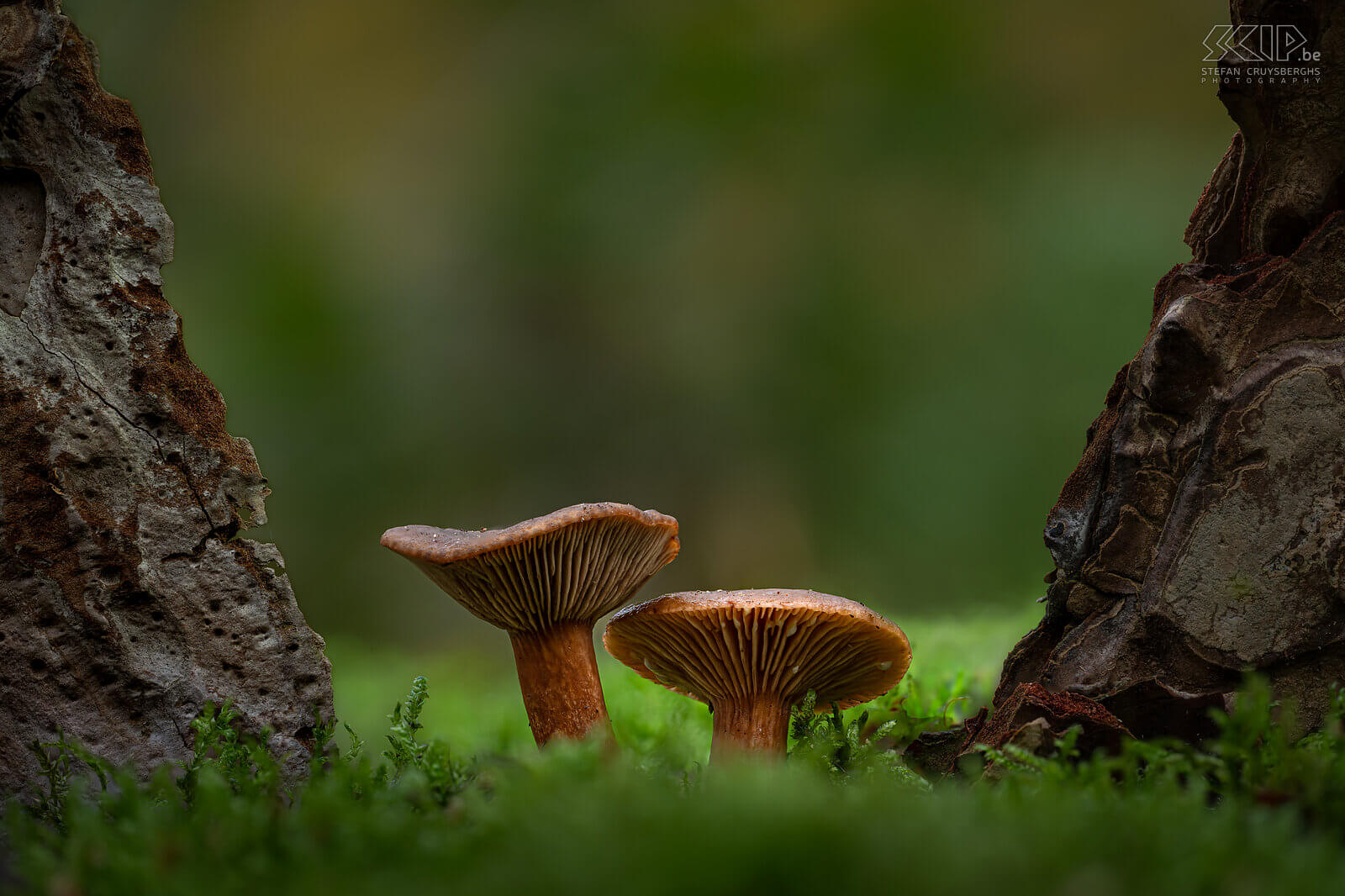 Paddenstoelen - Levermelkzwam Deze herfst duiken er weer zeer veel prachtige paddenstoelen en zwammen op in onze bossen en tuinen Stefan Cruysberghs